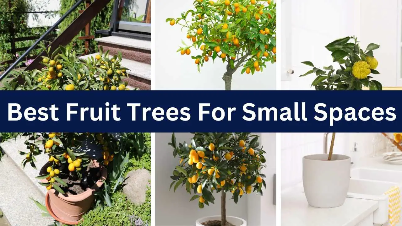 Best Fruit Trees For Small Spaces Slick Garden