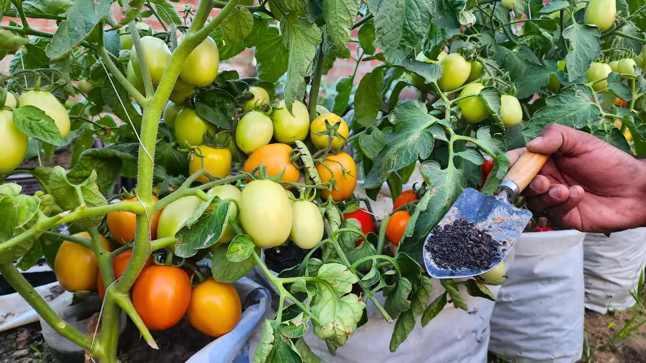 Best Source Of Calcium For Tomato Plants And Other Vegetables Slick