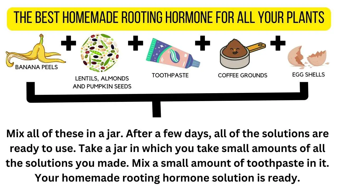 The Best Homemade Rooting Hormone For All Your Plants Slick Garden