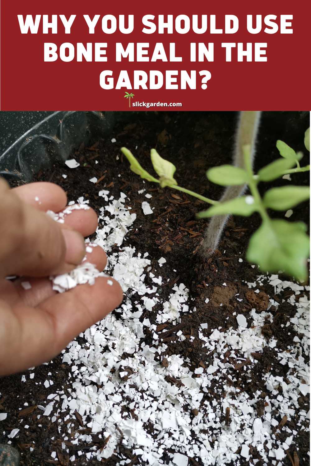 Why You Should Use Bone Meal In The Garden? Slick Garden