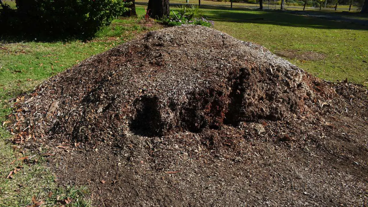 Sawdust The Ultimate Garden Hack (10+ Ways To Use Sawdust In Your