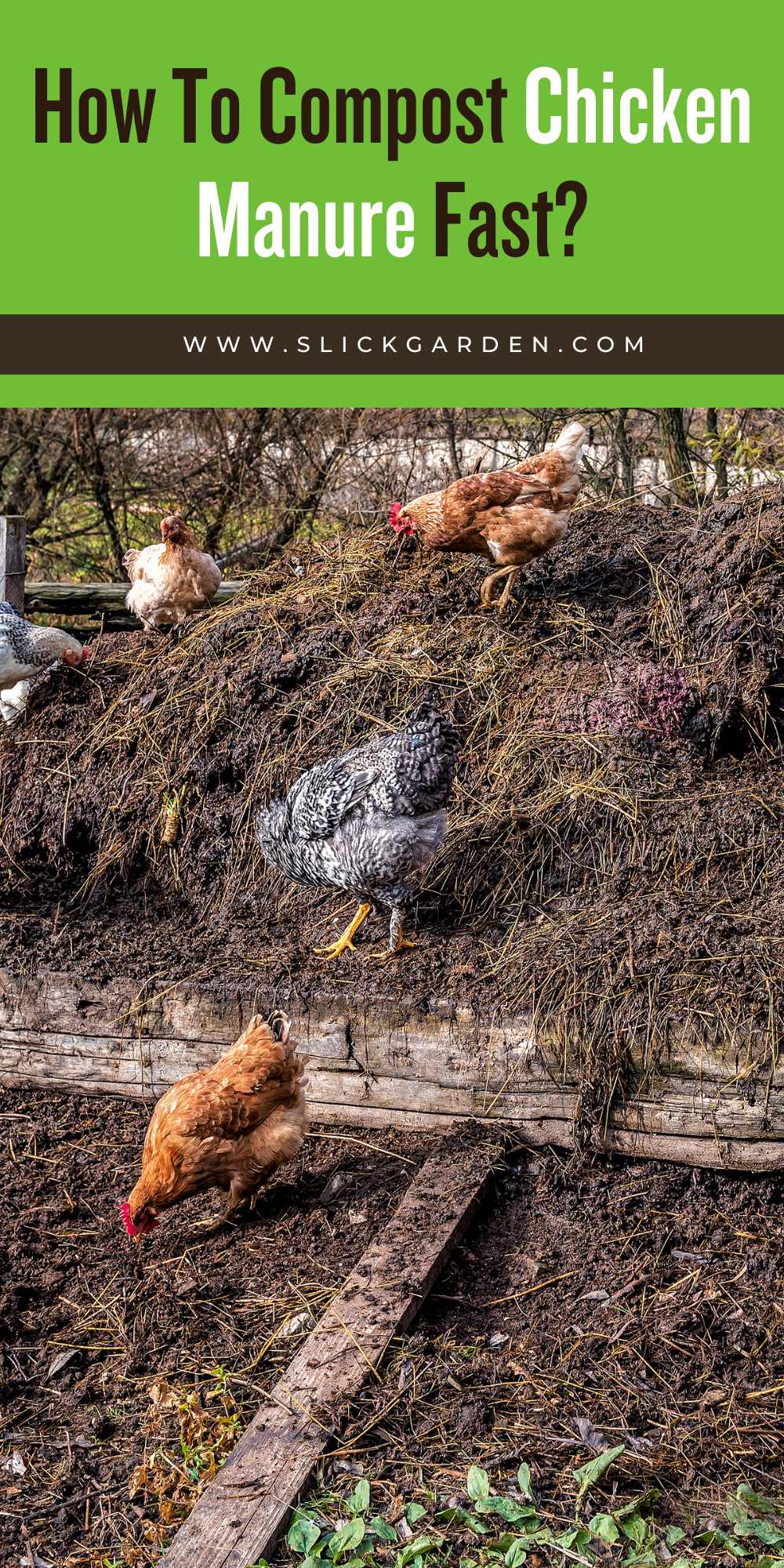 How To Compost Chicken Manure Fast? Slick Garden