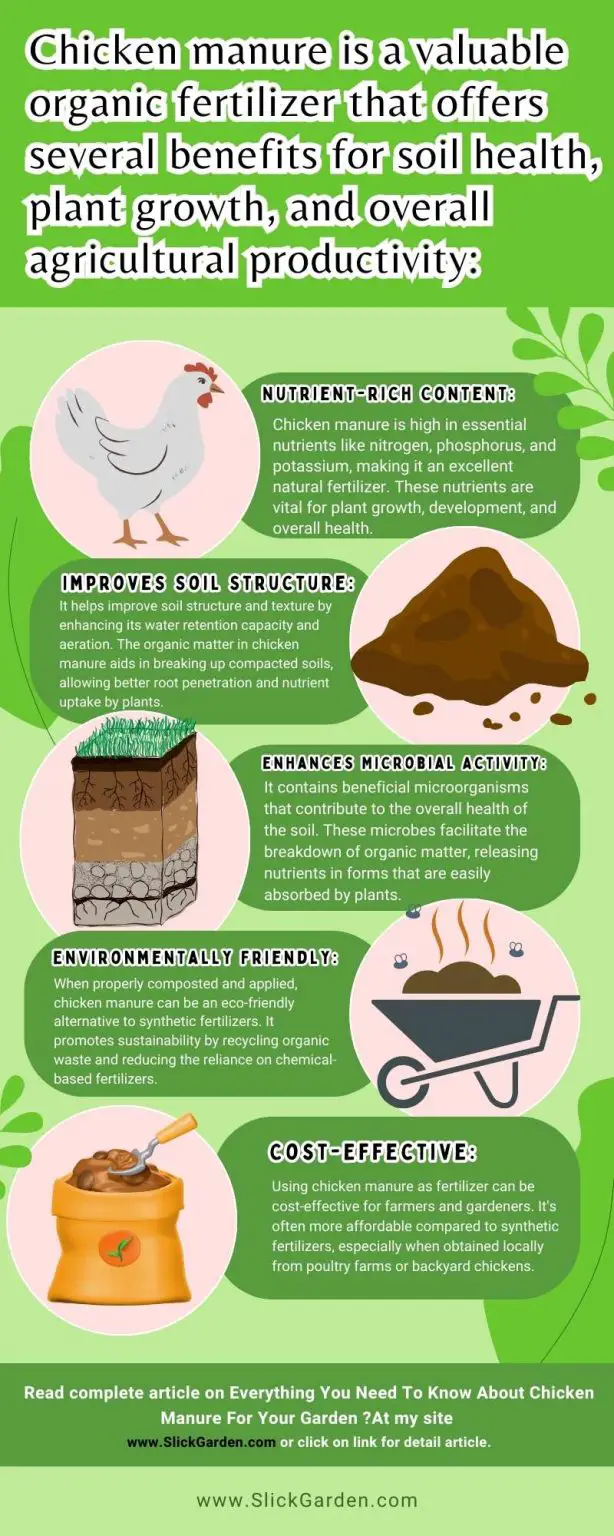 Everything You Need To Know About Chicken Manure For Your Garden