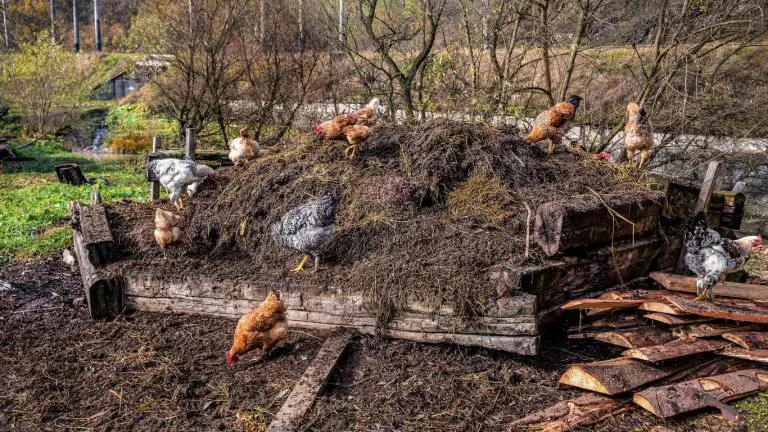 Everything You Need To Know About Chicken Manure For Your Garden