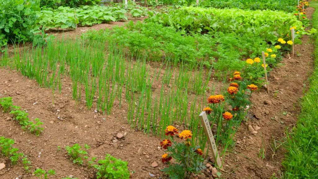 Tips For Growing Marigold In A Vegetable Garden