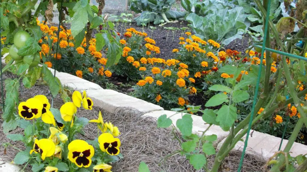 Are Marigolds Good For Vegetable Gardens?
