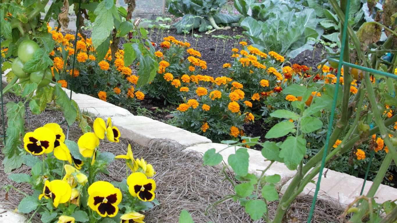 Are Marigolds Good For Vegetable Gardens? Slick Garden