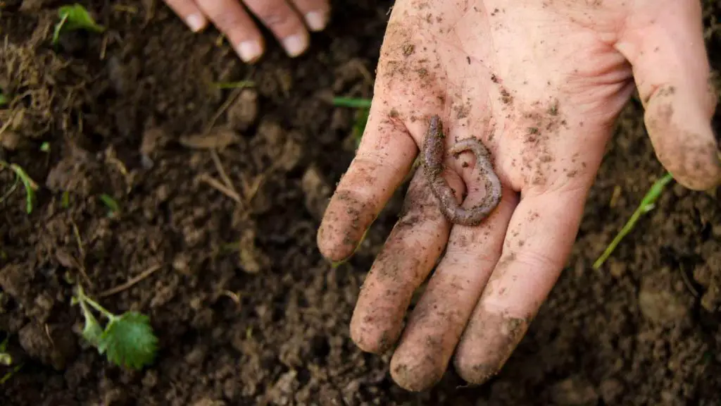 Are Worms Good For The Vegetable Garden?