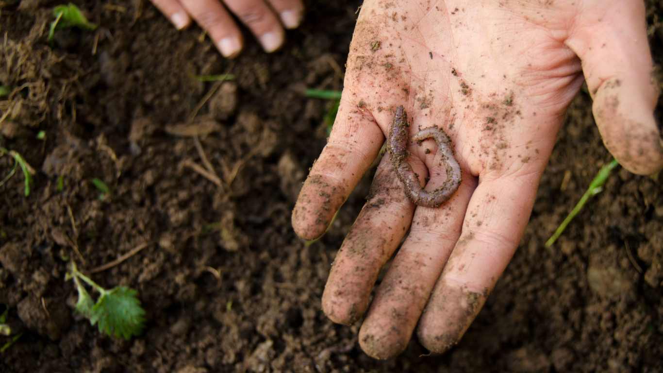 Are Worms Good For The Vegetable Garden? Slick Garden