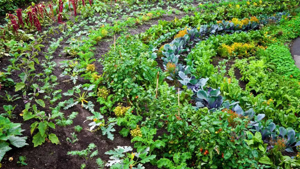  Some other vegetables that you can easily grow on a slope are