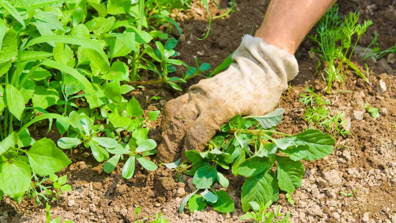 Best Weed Killer For Vegetable Gardens Slick Garden
