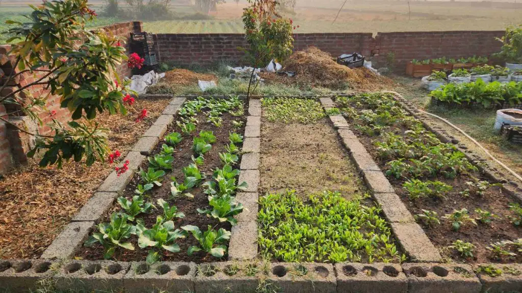 Planting Vegetables In Raised Beds