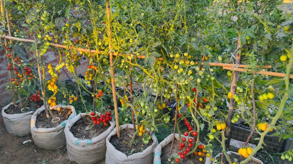 Cherry Tomatoes in Containers
