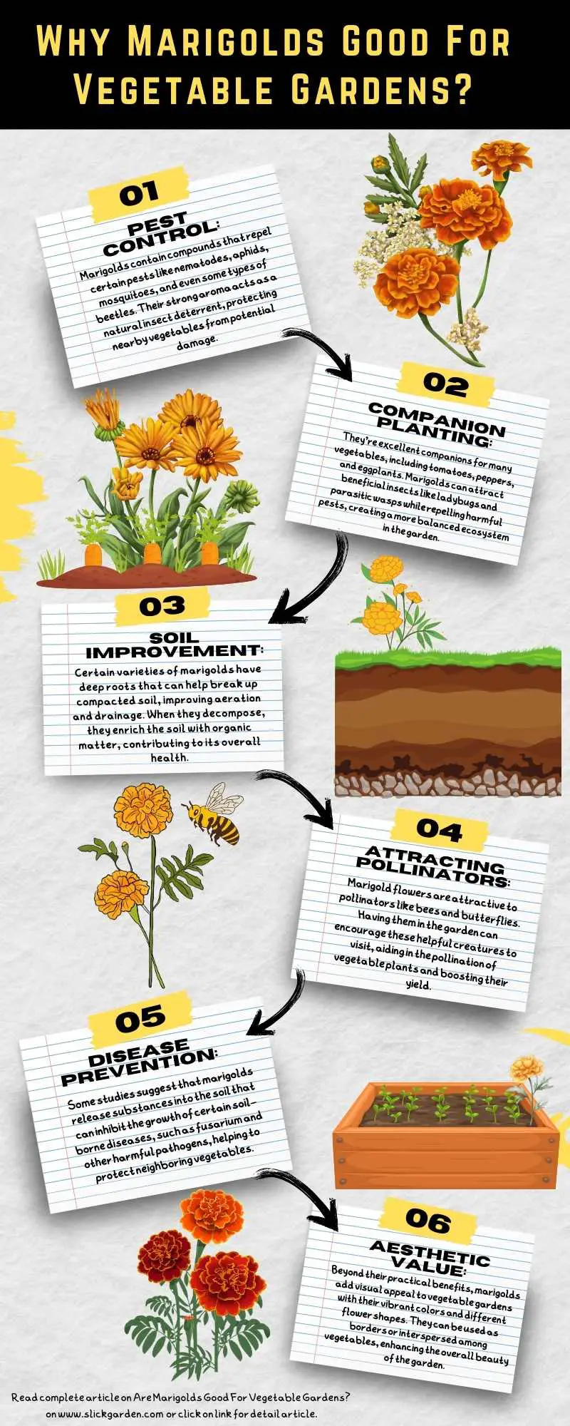 Why Marigolds Good For Vegetable Gardens? infographic