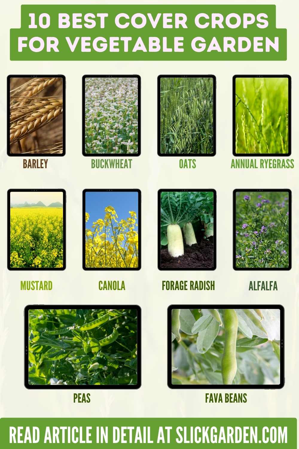 Cover Crops For Vegetable Garden infographic