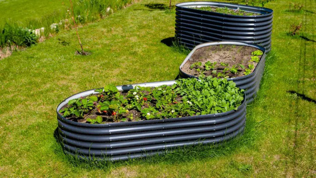 Grow Strawberry In Metal Raised Bed Garden