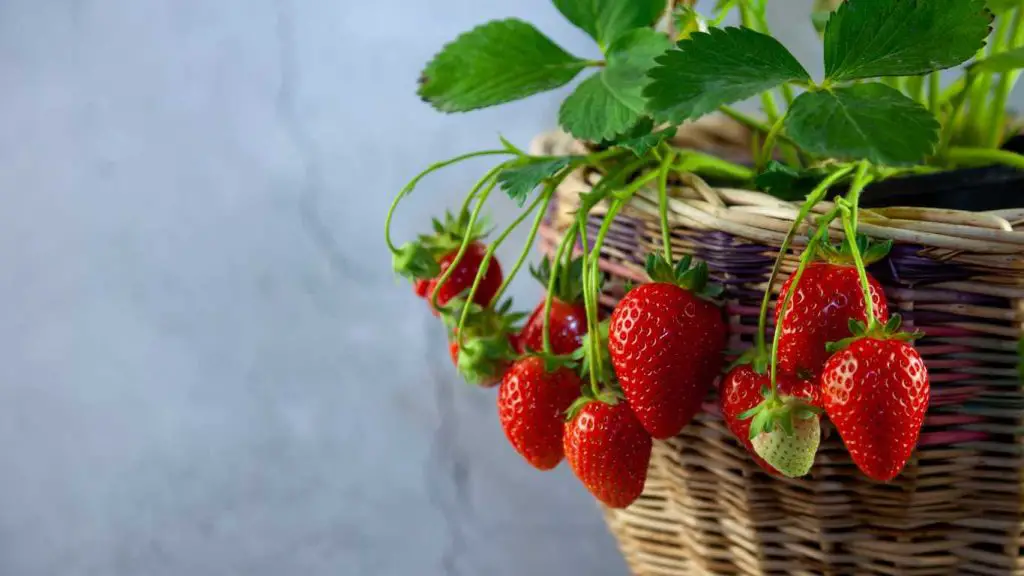 Grow Strawberry In Old Wood Fruit Basket