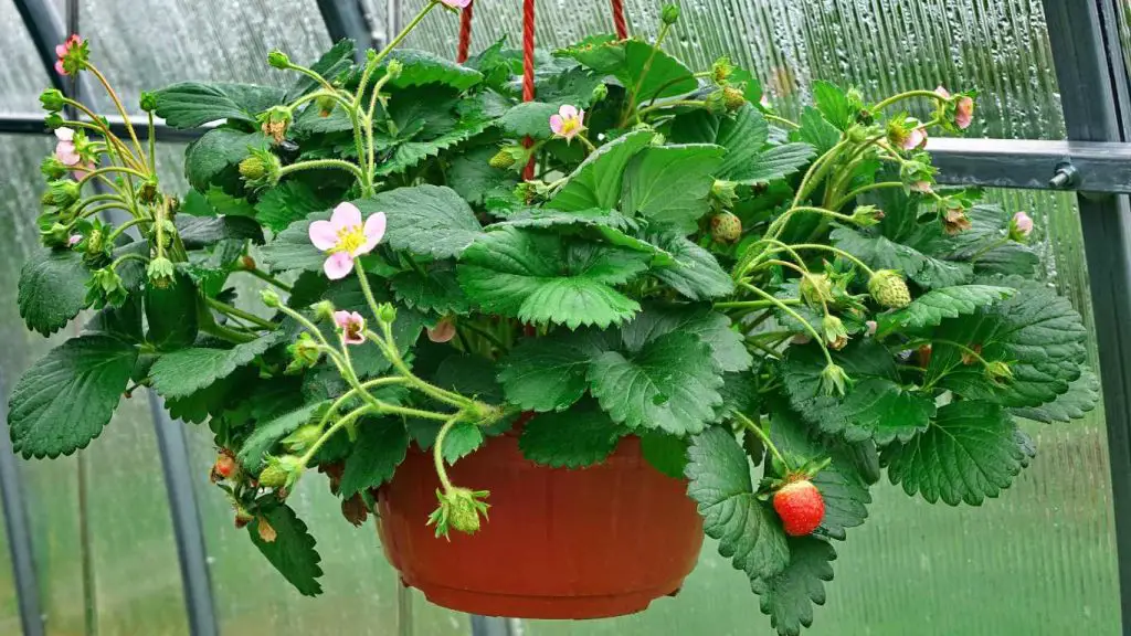 strawberry in Hanging Basket