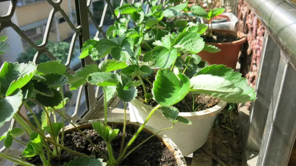 Grow Strawberry In On Balcony In Plastic Pots