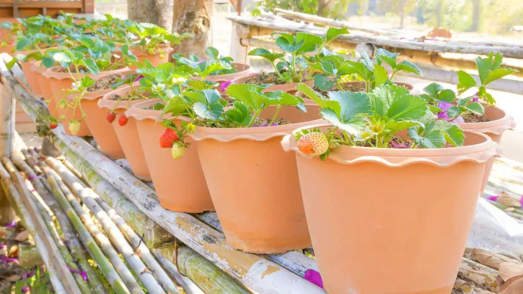 Grow Strawberry In Terracotta Pots