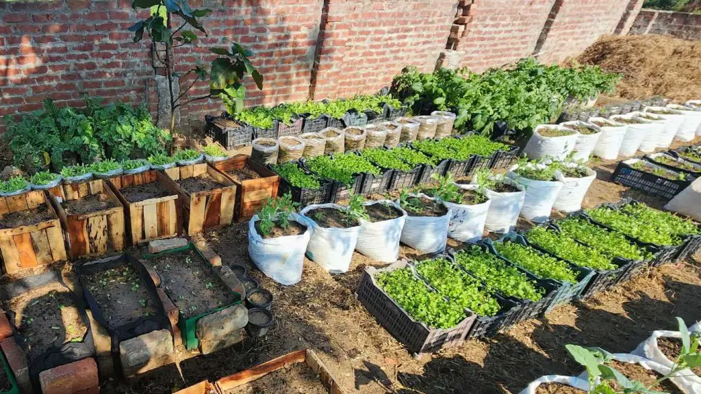 Container Vegetable Garden