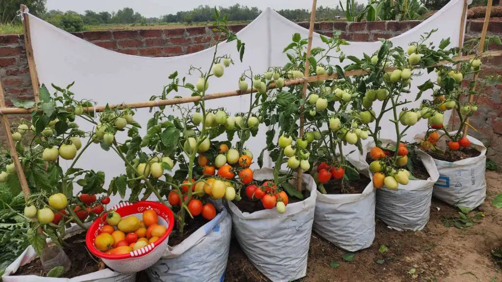 tomato in pots