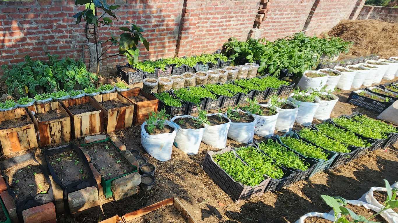 How To Start A Container Vegetable Garden