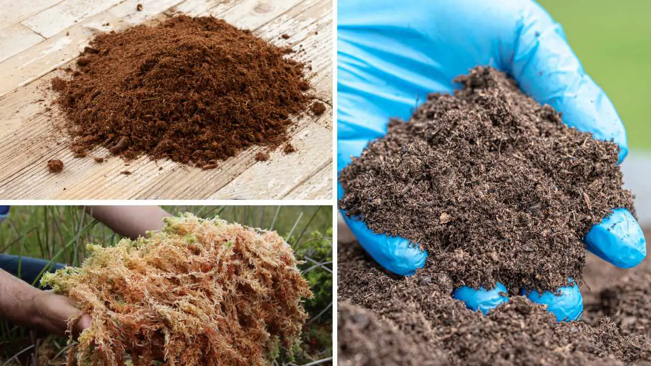 Is Peat Moss Good For Vegetable Gardens? Slick Garden