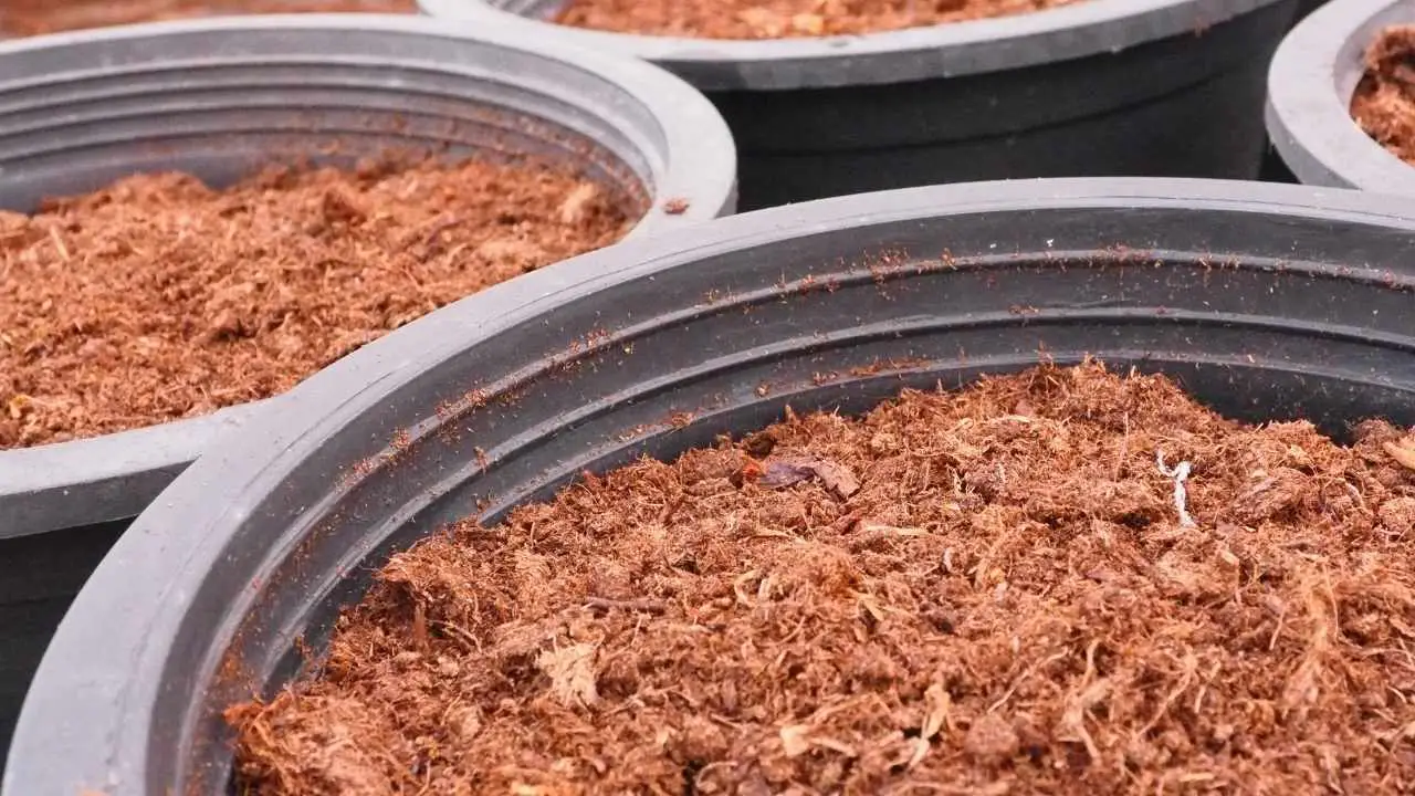 Is Peat Moss Good For Vegetable Gardens? Slick Garden