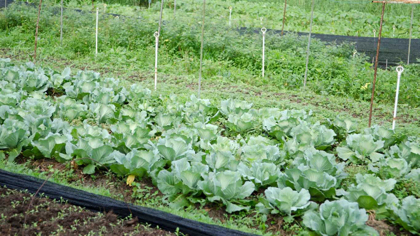 Methods Of Planting Vegetables In The Ground Slick Garden