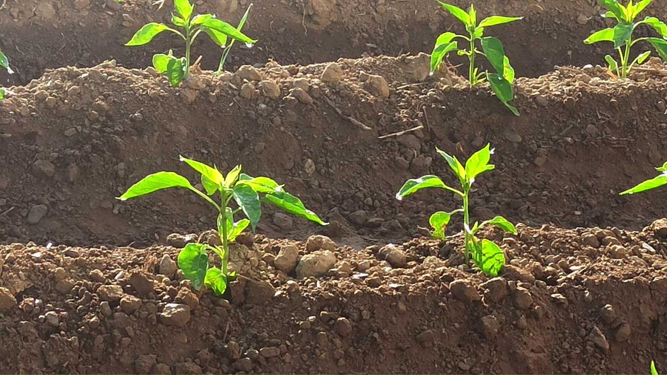 Methods Of Planting Vegetables Slick Garden