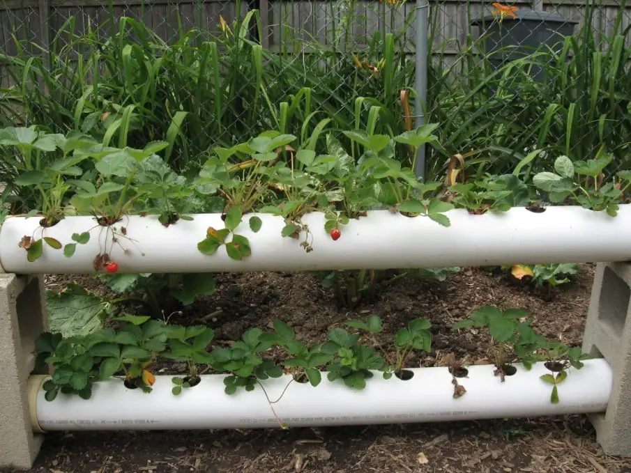 strawberry in PVC Tubes / Pipes