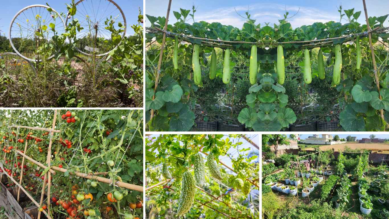How To Make A Vegetable Garden Look Nice On A Budget? Slick Garden