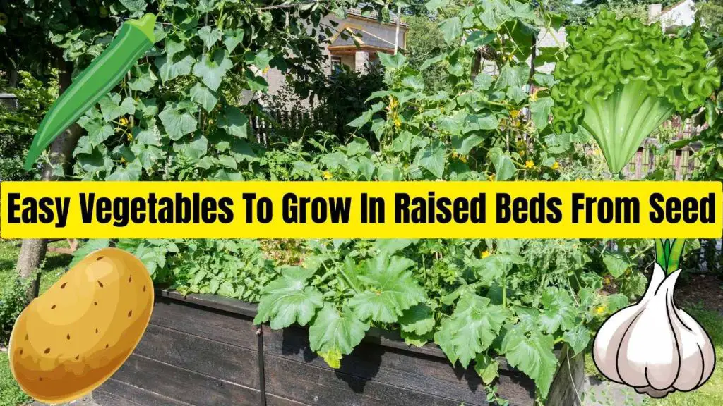 Easy Vegetables To Grow In Raised Beds From Seed
