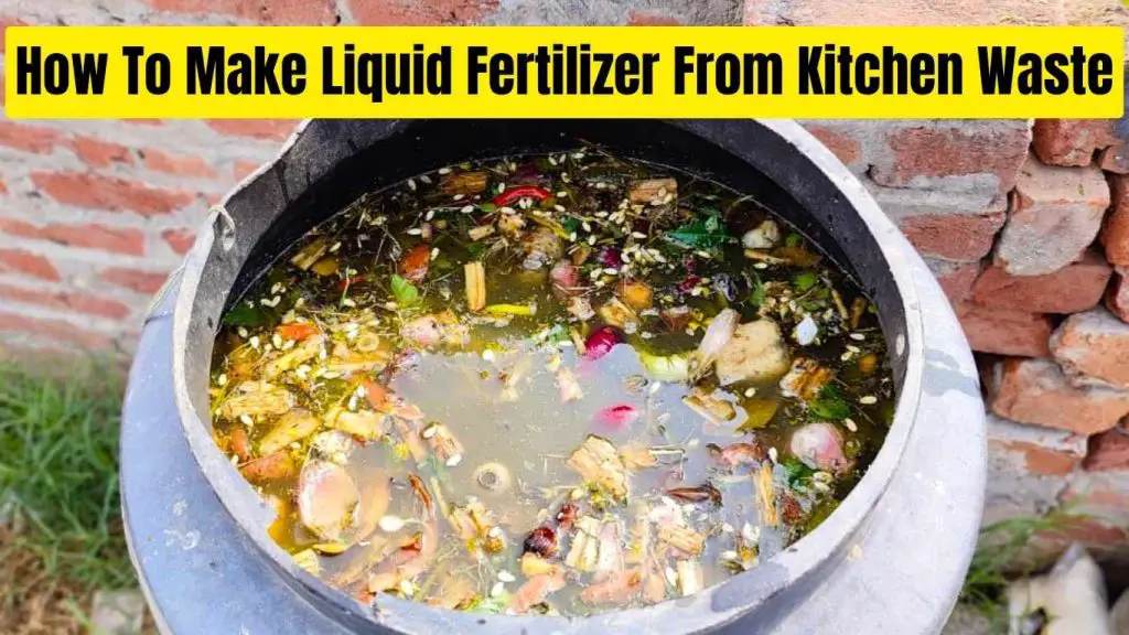 How To Make Liquid Fertilizer From Kitchen Waste