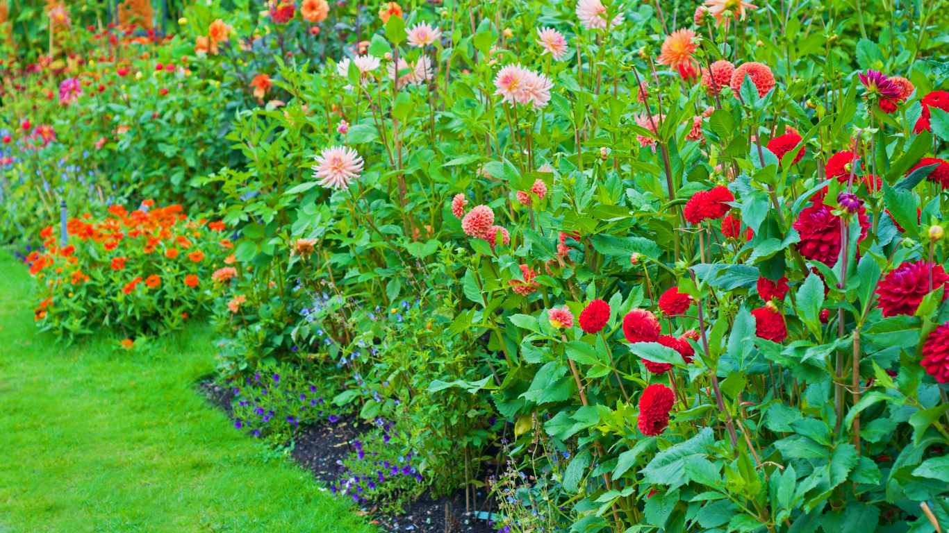 How To Prepare A Garden Bed For Dahlias? Slick Garden