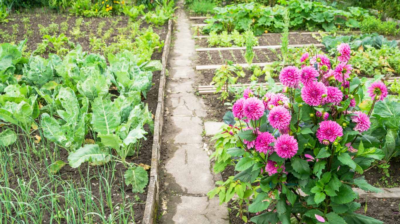 How To Prepare A Garden Bed For Dahlias? Slick Garden