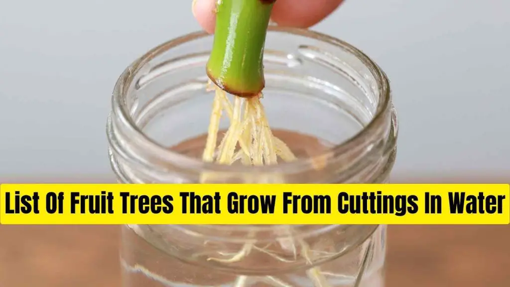 List Of Fruit Trees That Grow From Cuttings In Water