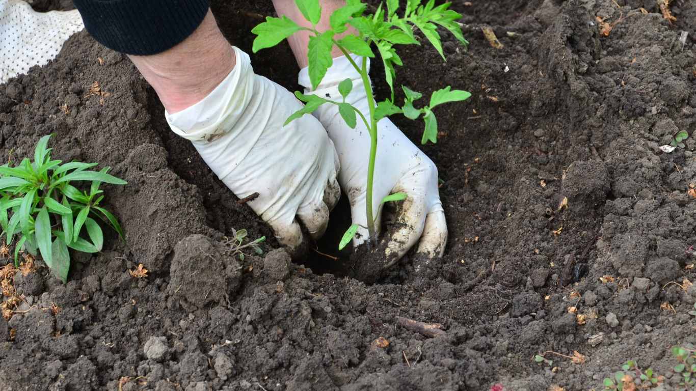Raised Garden Bed For Tomatoes Slick Garden