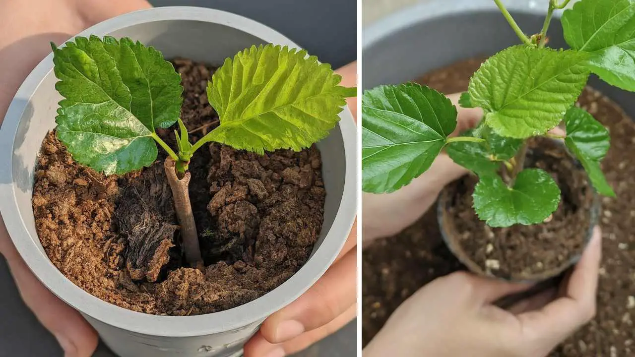 Propagation Mulberry Cuttings In Water Slick Garden