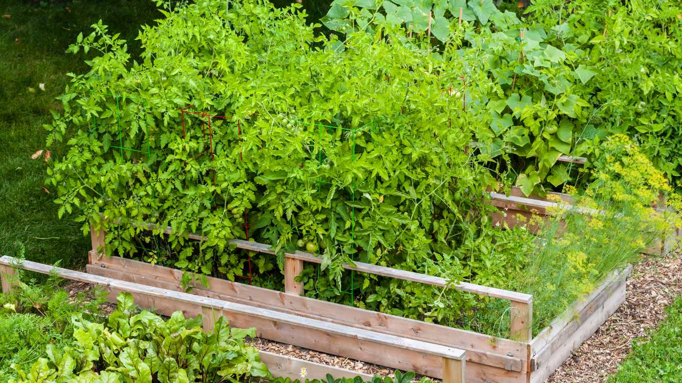 Raised Garden Bed For Tomatoes Slick Garden