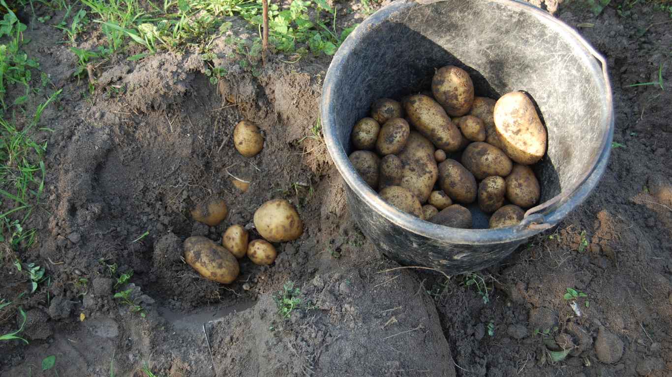 Storing Potatoes For Months Unlocking The Secret To LongTerm Storage