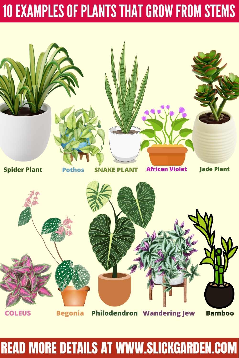 10 Examples Of Plants That Grow From Stems - infographic pin