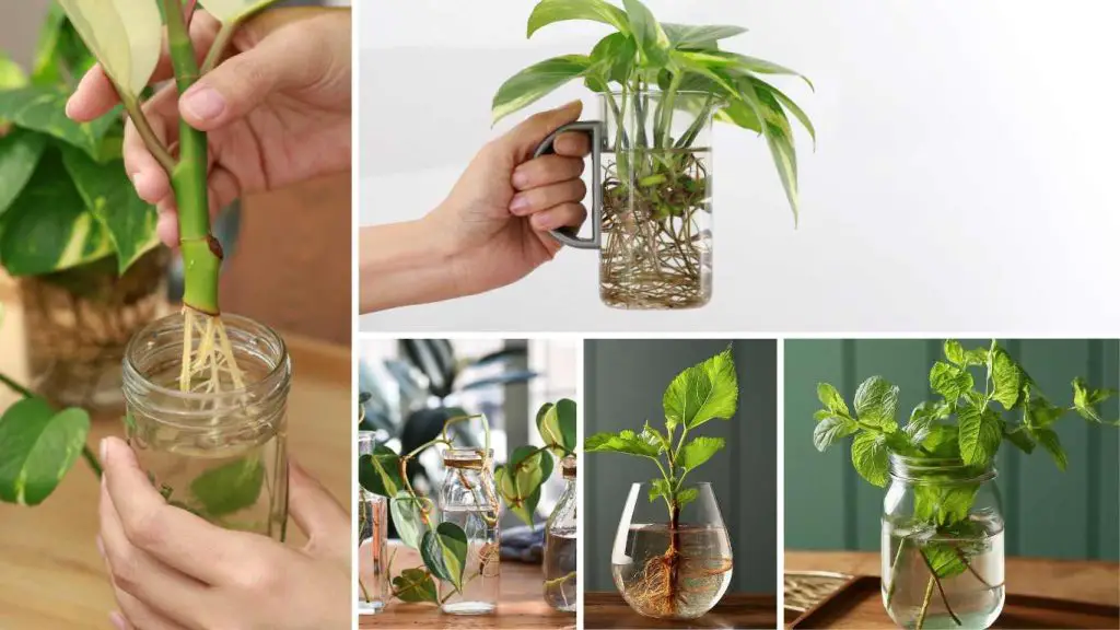 10 Examples Of Plants That Grow From Stems