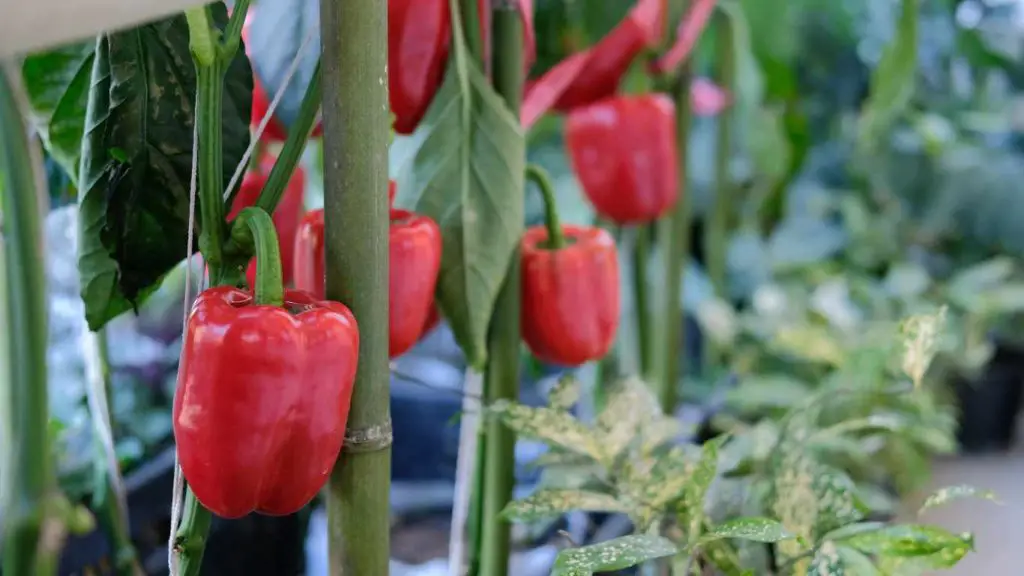 Bell Peppers support bamboo sticks