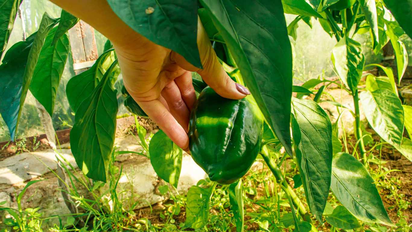 10 Secrets To Grow Buckets Full Of Bell Peppers Slick Garden