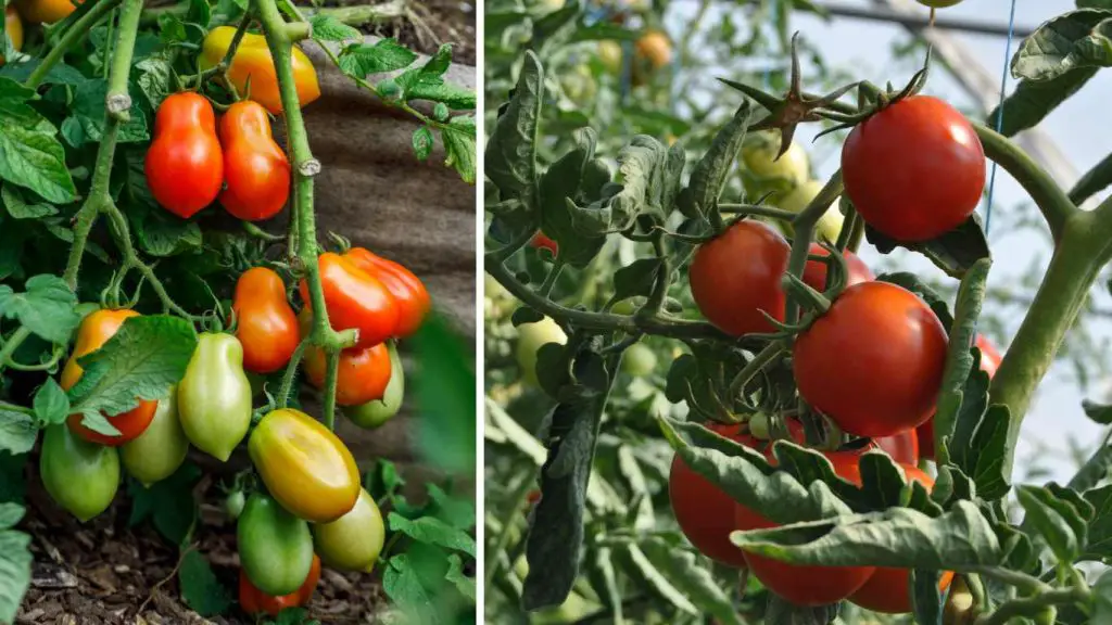 10 Tips and Tricks to Grow Huge Juicy Tomatoes 