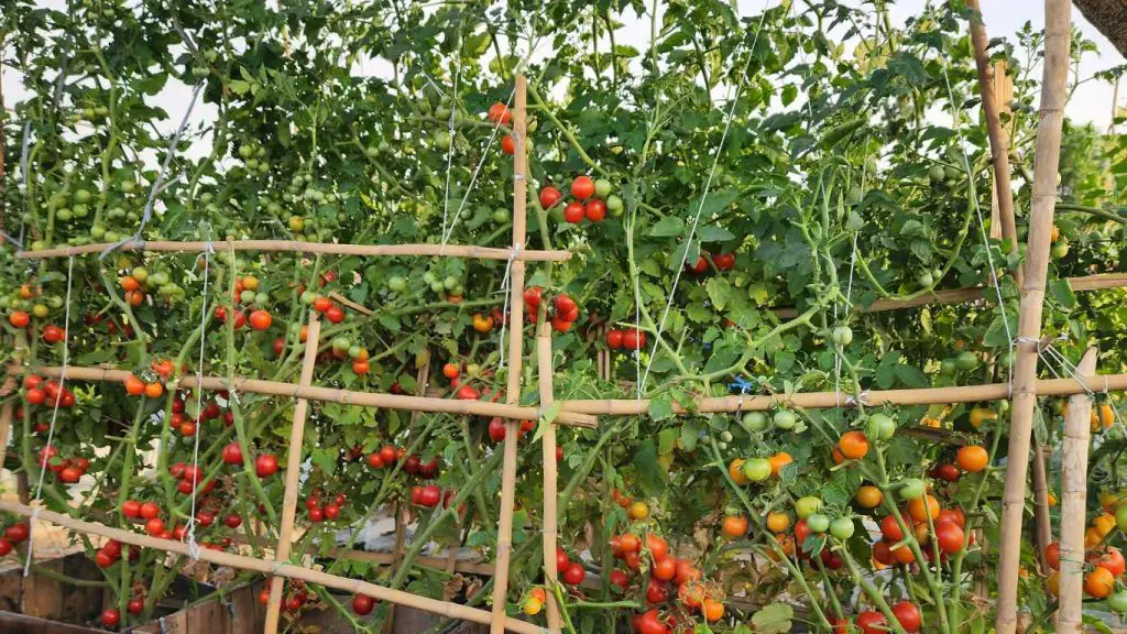 Provide Support to tomato plants