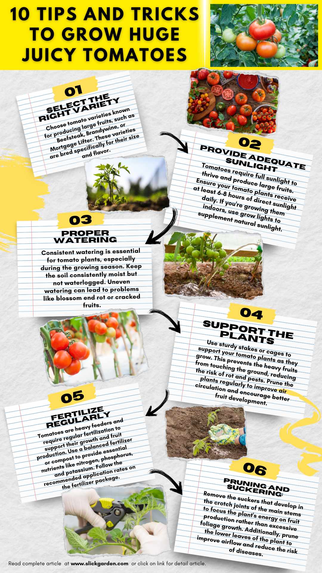 10 Tips and Tricks to Grow Huge Juicy Tomatoes - infographic