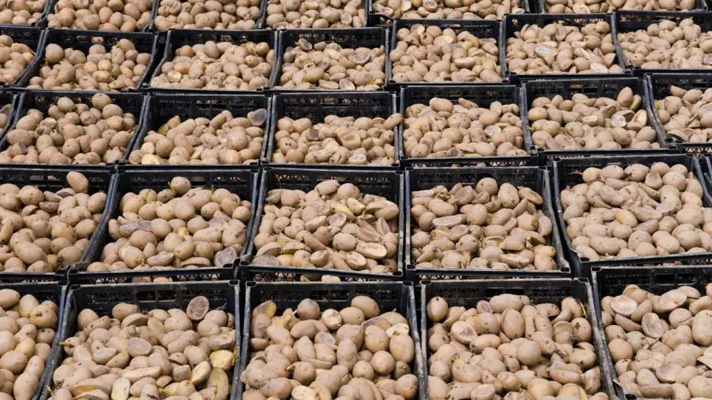 Selection Of Seed Potatoes